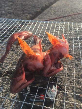 ガシラがぽつぽつ釣れました（サイズは15cmくらい）